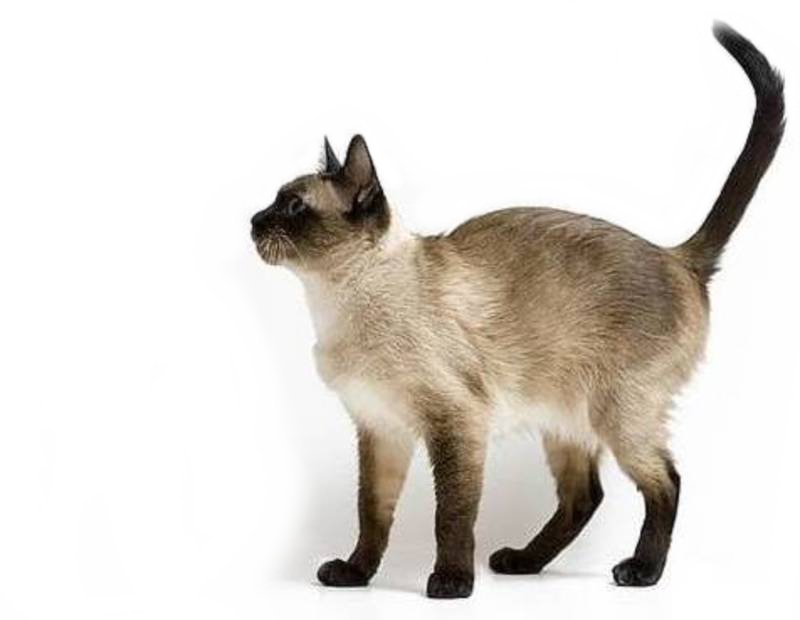 Хвост сиамской кошки. Старотипная Сиамская. Тайская порода кошек. Тайский бобтейл хвост. Сиамский кот.